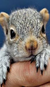 If You Find A Baby Squirrel Or Injured Squirrel Here S What To Do Baby Squirrel Cute Squirrel Cute Baby Animals