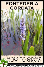 Image result for Nesaea cordata