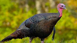 1 any turkey harvested during the young sportsman hunt counts toward the statewide spring season limit of three (3). Turkey Hunters Gobbled It Up This Spring Eagle Country 99 3