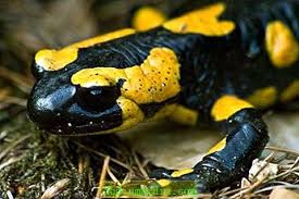 Jenis katak/kodok jenis caecilian (amfibi tak berkaki) dan jenis salamander. Haiwan Amfibia Nama Keterangan Foto Pendidikan Menengah Dan Sekolah 2021