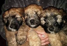 Soft Coated Wheaten Terrier Puppy For Sale In Thomasville Nc Adn 27456 On Puppyfinder Com Gender Fema Wheaten Terrier Puppy Wheaten Terrier Puppies For Sale