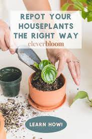 How To Repot A Houseplant The Right Way Plants House Plant Care House Plants