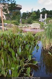 Image result for Pontederia