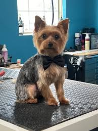 Image result for yorkshire haircut