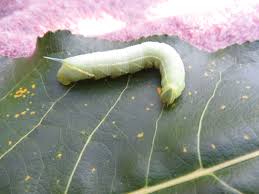 Check spelling or type a new query. Green Caterpillar With Horn On His Arse Bugs Forum At Permies