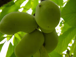 Hoosiers commonly use the fall fruit for syrup, jam and pudding, and also eat them fresh from the tree. Paw Fruit Tree Seeds Pawpaw The Indiana Banana 2012 Crop Seeds Tree Seeds Fruit Trees Banana Plants