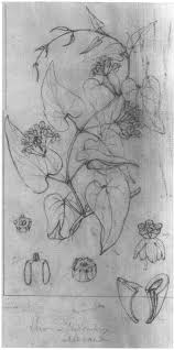 Image result for Pentarrhinum insipidum