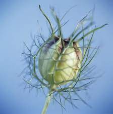 Love In A Mist Nigella Damascena Seed Pod Showing How Ornamental Its Seed Pods Really Are Nigella Seeds Seed Pods