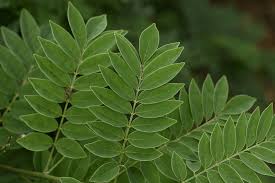 Image result for Millettia lasiantha