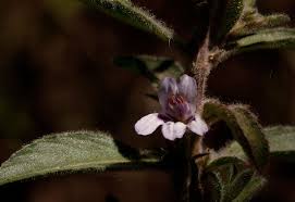 Image result for Dyschoriste trichocalyx