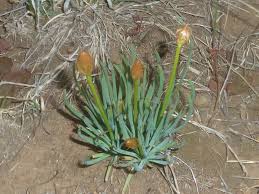 Image result for Bulbine narcissifolia