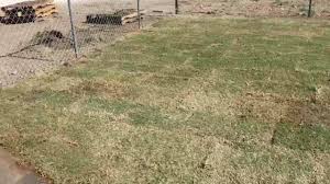 Apple farms & stands around portales, nm! R J Lawncare 126 Highlands Portales Nm 2021