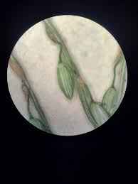 Image result for Digitaria abyssinica