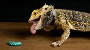The eastern bearded dragon is a giant lizard that can grow to lengths of between 40 and 50 cm. Vtkx6vojjhc0cm