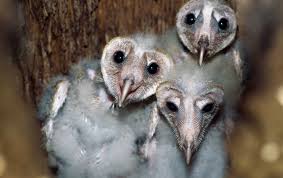 Custom orders available please just email me at zack@paperandwood.co.uk this mini barn owl is completely hand made from scratch and so there will be a slight waiting time on. Barn Owl Babies Can Be Helpful Hatch Mates Scientific American