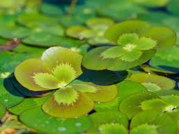 Image result for Marsilea vera