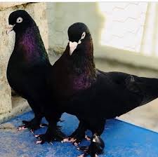 Ankarada Bu Sekilde Koyu Araplara Zumrut Arap Deriz Takipcilerimizden Gelenlerden Masallah Taklaci Taklaci Taklacig Instagram Posts Instagram Animals