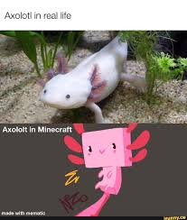 Photo © oxford scientific / getty images think memes are inspired by the mysterious workings of the human mind. Axolotl In Real Life Axololt In Minecraft
