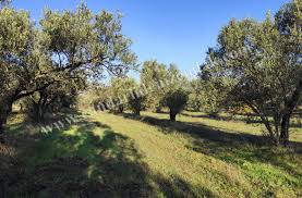 Üst ölçek planı bulunmayan iskan dışı alanlarda bulunan parsellerde bağ ve sayfiye evleri, kır kahvesi, lokanta ve bu tesislerin müştemilat binaları nasıl yapılır? Candarli Satilik Zeytinlik Tarla Otoyola Cok Yakin Candarli Deniz Emlak