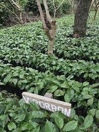 Colinos De Borbon Por Daseindesign Plants Garden Photo