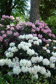 Rhododendron Azalea In The Language Of Flowers This Represents Fragile And Ephemeral Passion Garden Shrubs Colorful Landscaping Cottage Garden