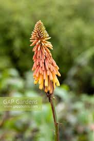 Image result for Kniphofia thomsonii