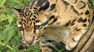 Ukuran terbesar bisa mencapai 90 cm dengan berat 25 kg. Kucing Hutan Atau Kucing Liar Apa Saja Sih Jenisnya