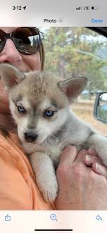 Any other Klee Kai owners in Maine? This little one just turned 9 weeks old  and competing for the role of the Energizer bunny... 🐇