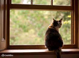 Check spelling or type a new query. My Cat Fell Off The Balcony High Rise Syndrome In Barkibu Gb
