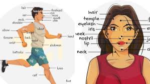 English Vocabulary - Parts Of The Body
