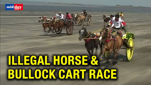An illegal horse and bullock cart race, banned by the Bombay High Court, was witnessed at around 6 am on Thursday at Mumbai's Borivali Pakshim Gorai beach. An illegal horse and bullock cart race, ...