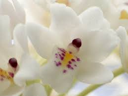 Image result for Polystachya laurentii