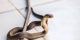 Halang ular masuk rumah anda dengan:. Ada Ular Di Rumah Ini Yang Sebaiknya Dilakukan Halaman All Kompas Com