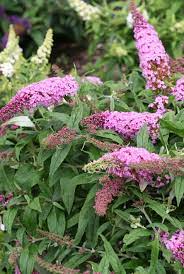 The Space Saving Size Of Pugster Pink Butterfly Bush Gets Even Better With These Full Size Blooms Your Bees Hummingbirds And Pink Plant Butterfly Bush Plants