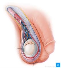 The internal organs of the male reproductive system are called accessory organs. Male Reproductive Organs Anatomy And Function Kenhub