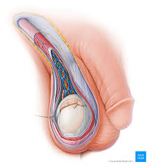 Male human anatomy vector diagram. Male Reproductive Organs Anatomy And Function Kenhub