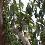 Image result for Ficus sansibarica