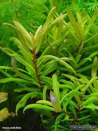 Image result for Ammannia