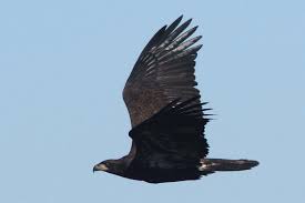 Bald eagle facts, interesting education information, photos of bald eagles nesting & in flight, history of bald eagles & the usa, and habitat information. Eagle Identification