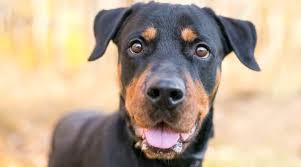 If raised well, then you will have a very capable and energetic dog. Rottweiler Labrador Retriever Mix Labrottie Breed Info Pictures More