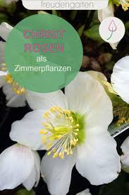 Christrosen Als Zimmerpflanzen Pflanzen Zimmerpflanzen Christrose