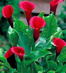 Red Calla Lily Flowers Calla Lily Flowers Lily Plants Calla Lily