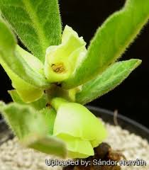 Image result for Monadenium discoideum