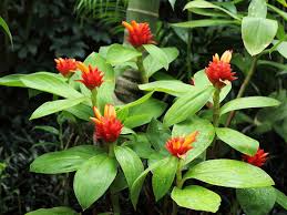 Image result for Costus