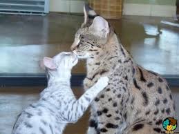 Safe shipping and delivery of our cats/kittens. Savannah Cat Breed Information Cost And Temperament Uk Pets