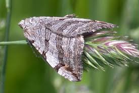 Image result for Aplocera efformata