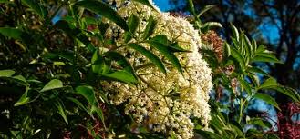 Romantic though it would be to imagine, it didn't feature in my childhood, when summer drinks ran the gamut from orange squash to lemon barley water to coca cola and back again. Outlaw Plants Organic Gardener Magazine Australia