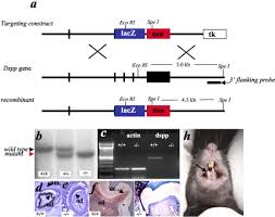 Hamster picture 835 1000 jpg : Dentin Sialophosphoprotein Knockout Mouse Teeth Display Widened Predentin Zone And Develop Defective Dentin Mineralization Similar To Human Dentinogenesis Imperfecta Type Iii Journal Of Biological Chemistry