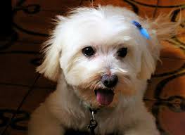 Harold, my best Friend