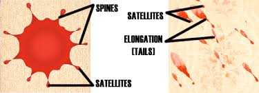 bloodstain pattern analysis principles